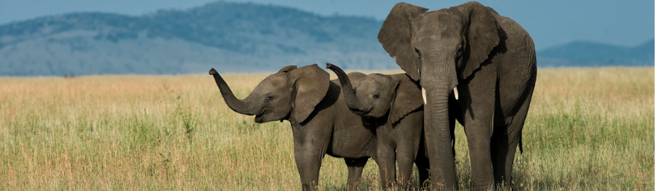 African Elephants