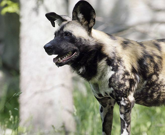 African Wild Dog