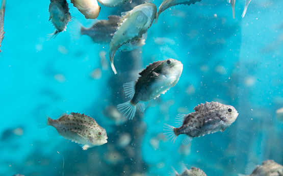 Lumpfish at the Centre for Sustainable Aquatic Research, RAS