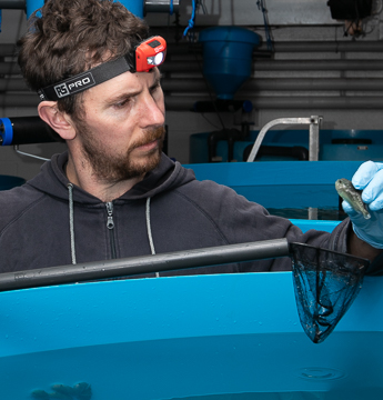 Aquaculture technician inspecting lumpfish welfare