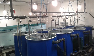 Tilapia lab