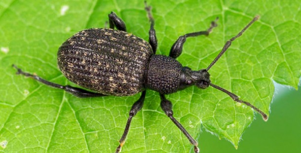 Black Vine Weevil