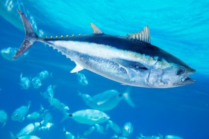 tuna image 2