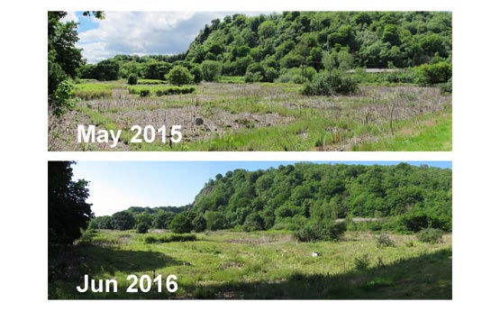 Knotweed 2015-2016 control progress