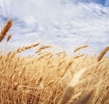 Wheat fields