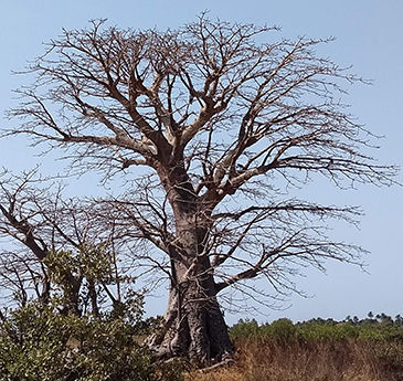 Baobab tree