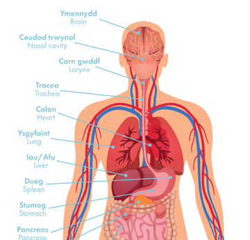 Llun o'r organau yn y Corff Dynol