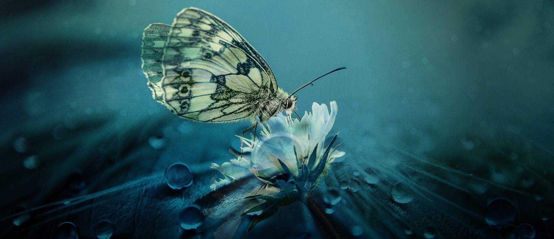 A marbled white butterfly