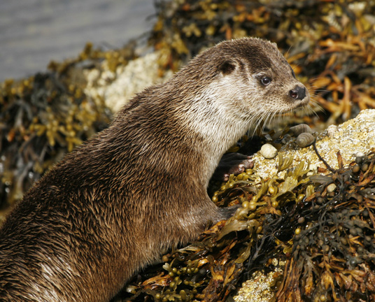 Otter