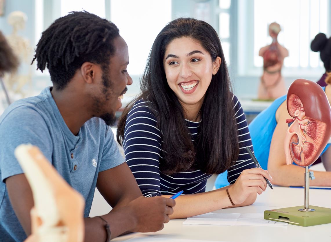 Two medicine students discuss an anatomy model