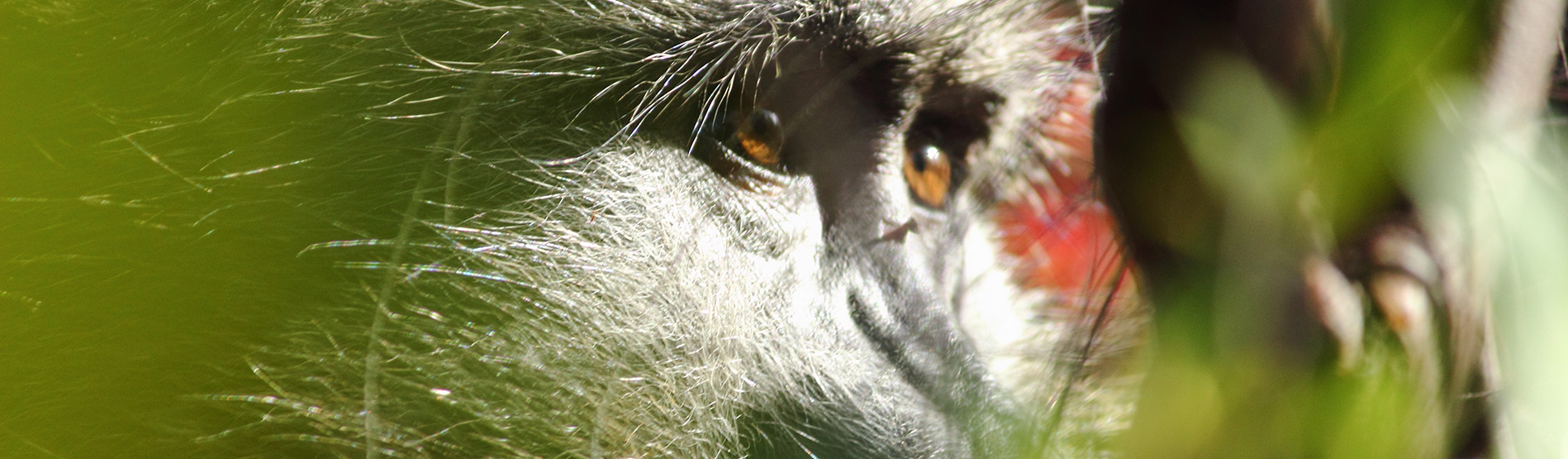 Close up of baboon 