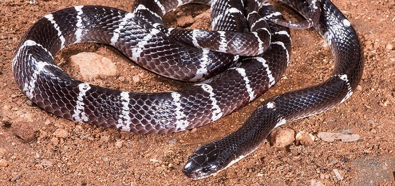 Mae creitiau Indiaidd (Bungarus caeruleus) yn enwog am frathu pobl sy'n cysgu yn y nos. Er eu bod yn angheuol iawn, mae'r brathiadau mor ddi-boen nes eu bod yn aml yn cael eu diystyru fel dibwys nes ei bod hi'n rhy hwyr. Nid yw hyn yn dynodi unrhyw swyddogaeth amddiffynnol i'r gwenw