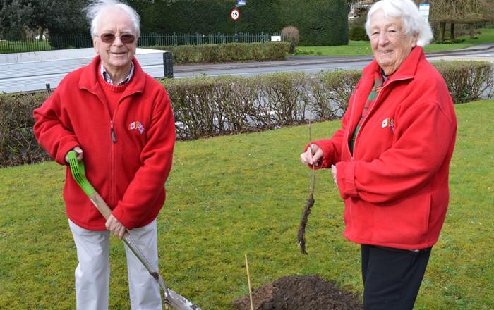 John a Diana Lomax yn plannu glasbren dderw ar gampws Parc Singleton Prifysgol Abertawe