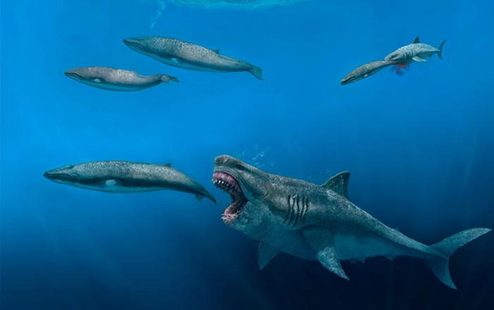 Darlun o'r megalodon 