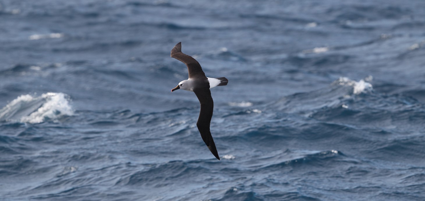 Albatros ffroenfelyn yr Iwerydd yn hedfan dros Gefnfor y De