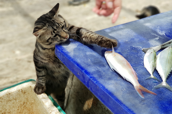 A cat touching a fish 