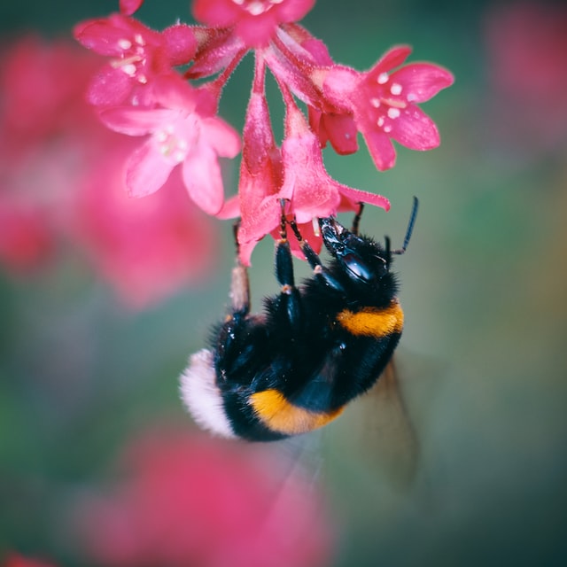 Bee on pink flower