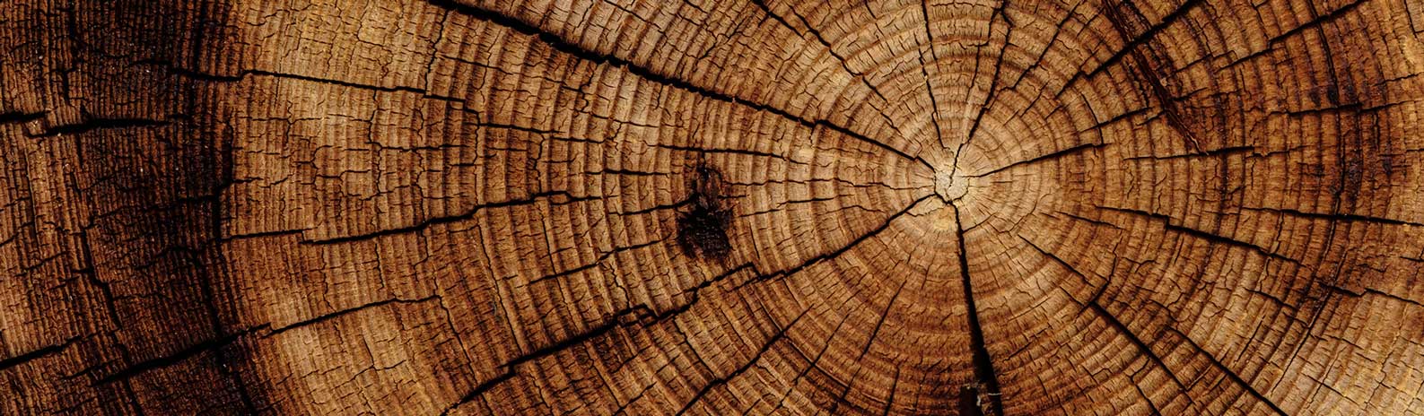 Tree rings