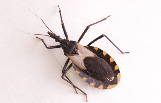 kissing bug