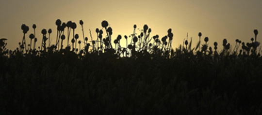 poppy field