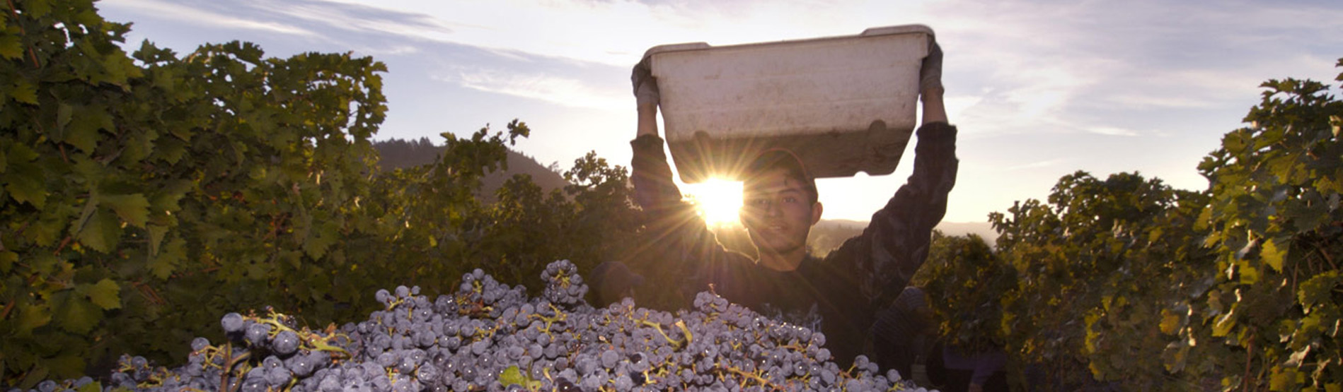 Boy harvesting grapes