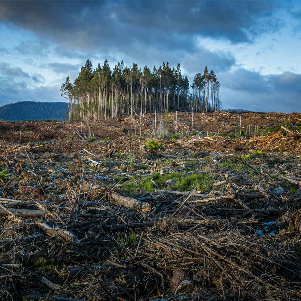 A forest that's been chopped down