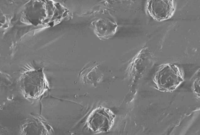 Dermal Spheroids established on uncoated 3D PETG Scaffold