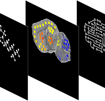 Cholesterol representations in brain