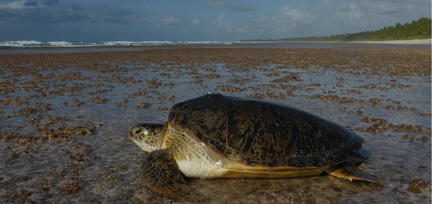 Wonders of animal migration: how sea turtles find small, isolated islands