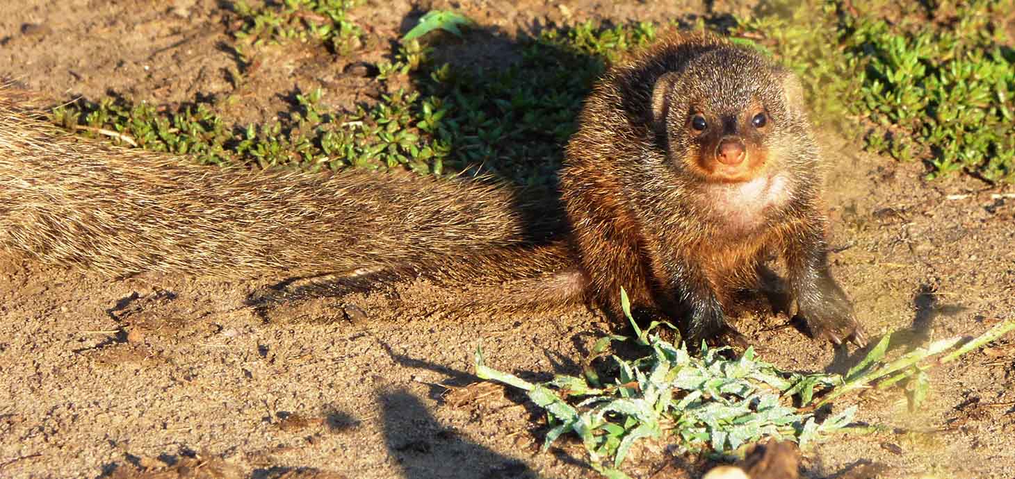 Study shows inbreeding reduces cooperation in banded mongooses