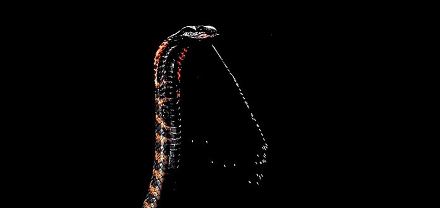 A cobra spits its venom. Photo: Trustees of the Natural History Museum, London