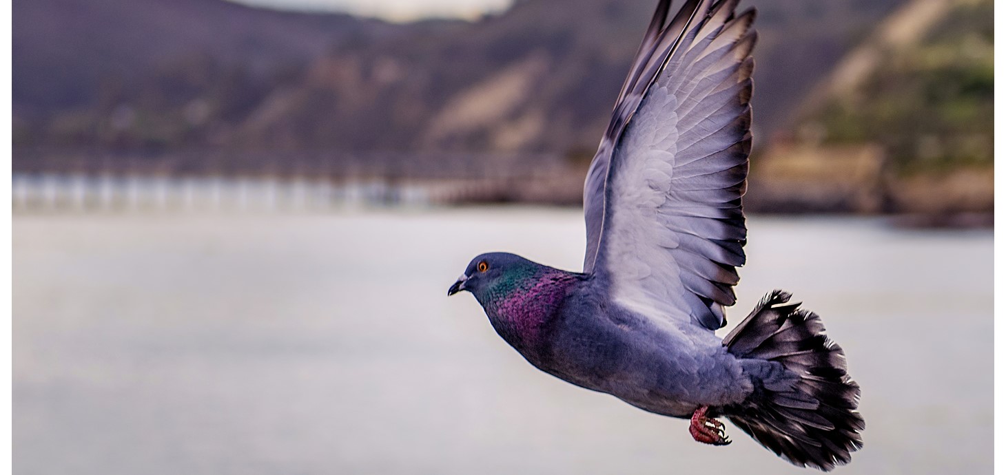 How a pigeon’s journey home reveals more about their flight patterns