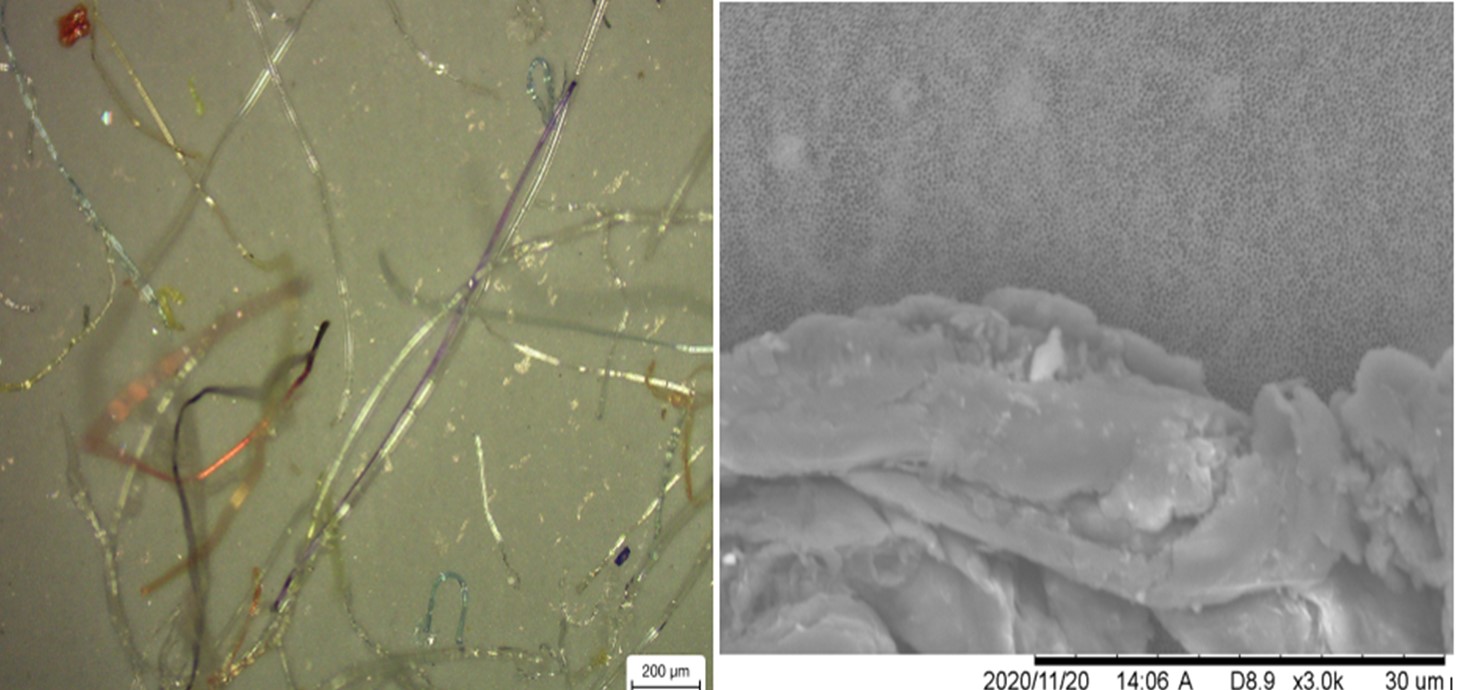 Microscope images of particles found in disposable face masks: (left) microfibres from a children's mask; (right) plastic fragments