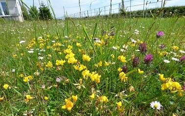 Wildlife thriving at new community garden 