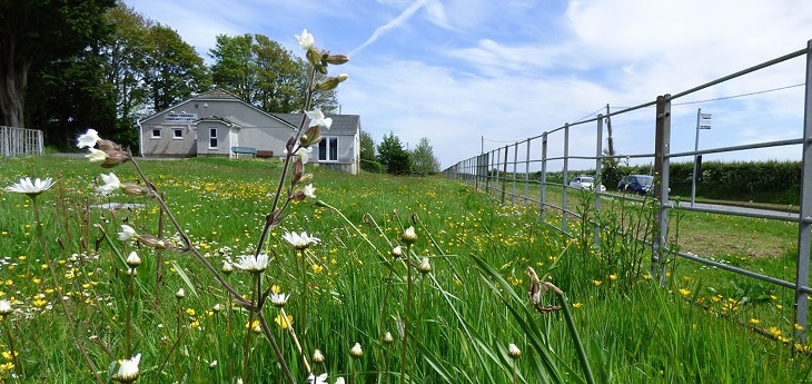 Wildlife thriving at new community garden 