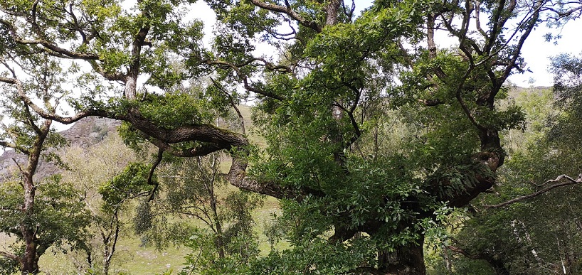 Gwenffrwd-Dinas, near Llandovery, an example of a Celtic rainforest pictured by Professor Mary Gagen