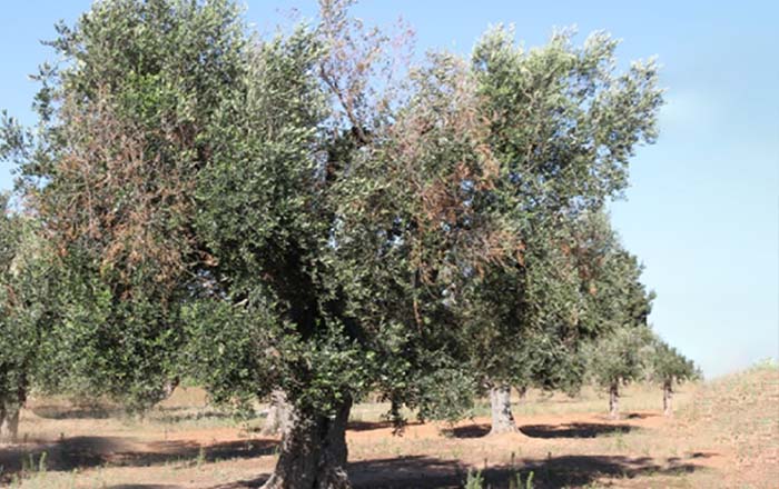 Diseased trees that have been affected by the Xf pathogen.