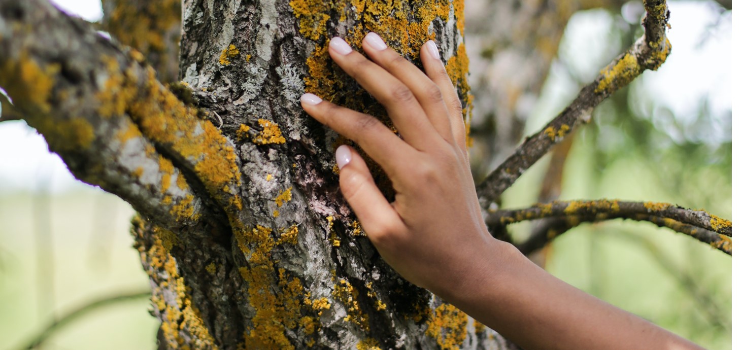 An outstretched hand touching bark of a tree