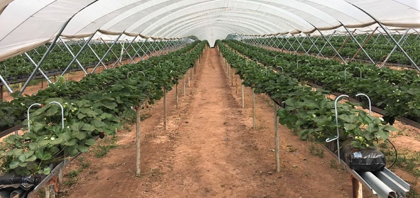 Plants in a greenhouse: the Biohub would develop greener and more sustainable alternatives to products such as pesticides.