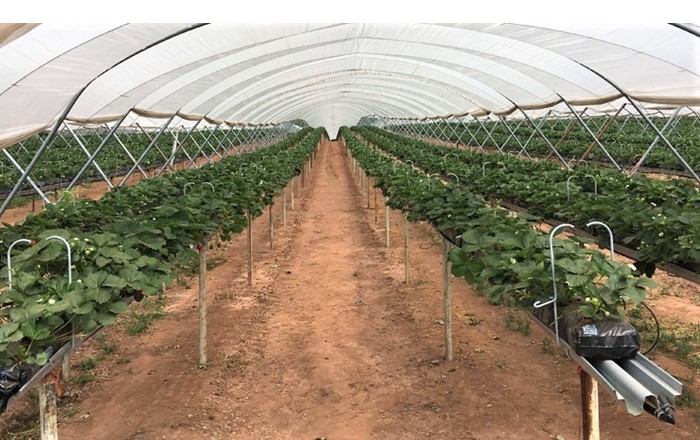 Plants in a greenhouse: the Biohub would develop greener and more sustainable alternatives to products such as pesticides.