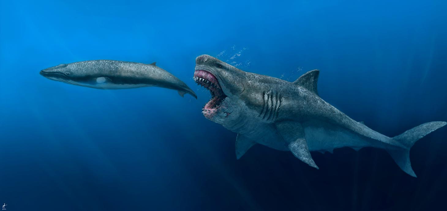 The reconstructed megadolon (Otodus megalodon) was 16 meters long and weighed over 61 tons. It was estimated that it could swim at around 1.4 meters per second. (Illustration J.J. Giraldo)