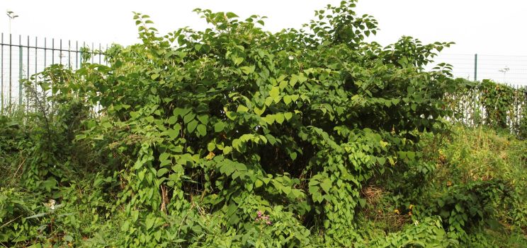 Clump of Japanese knotweed by side of a fence