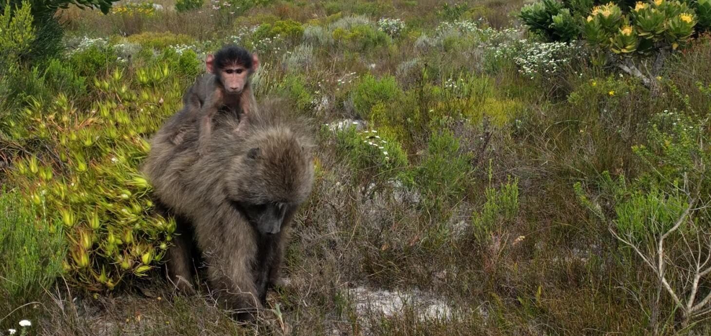 An infant on the back of its mother. Photo credit: Dr Charlotte Christensen.