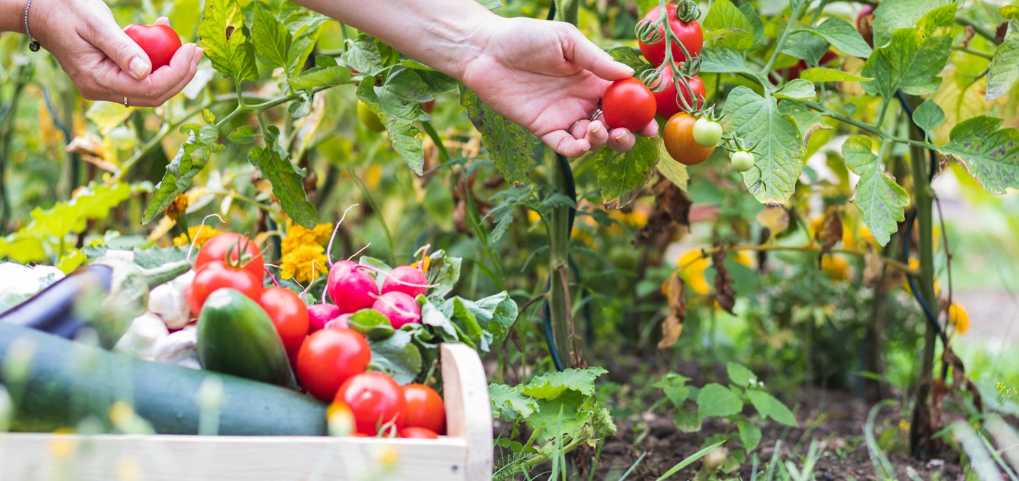 Person’s hands picking tomatoes from a plant with a basket of harvested vegetables in the foreground