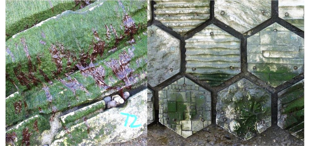 Colonisation of some of the concrete panels used in the research by marine species: (left) green algae, purple laver seaweed, periwinkles, and (right) green algae