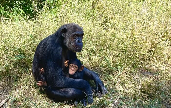 A photo of a baby chimpanzee sitting on the lap of an adult chimpanzee. Credit: Dr Robert Shave, UBC Okanagan.