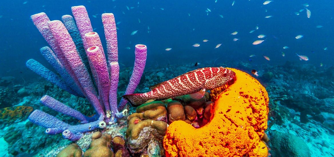 Fish swimming past coral and marine sponge. 