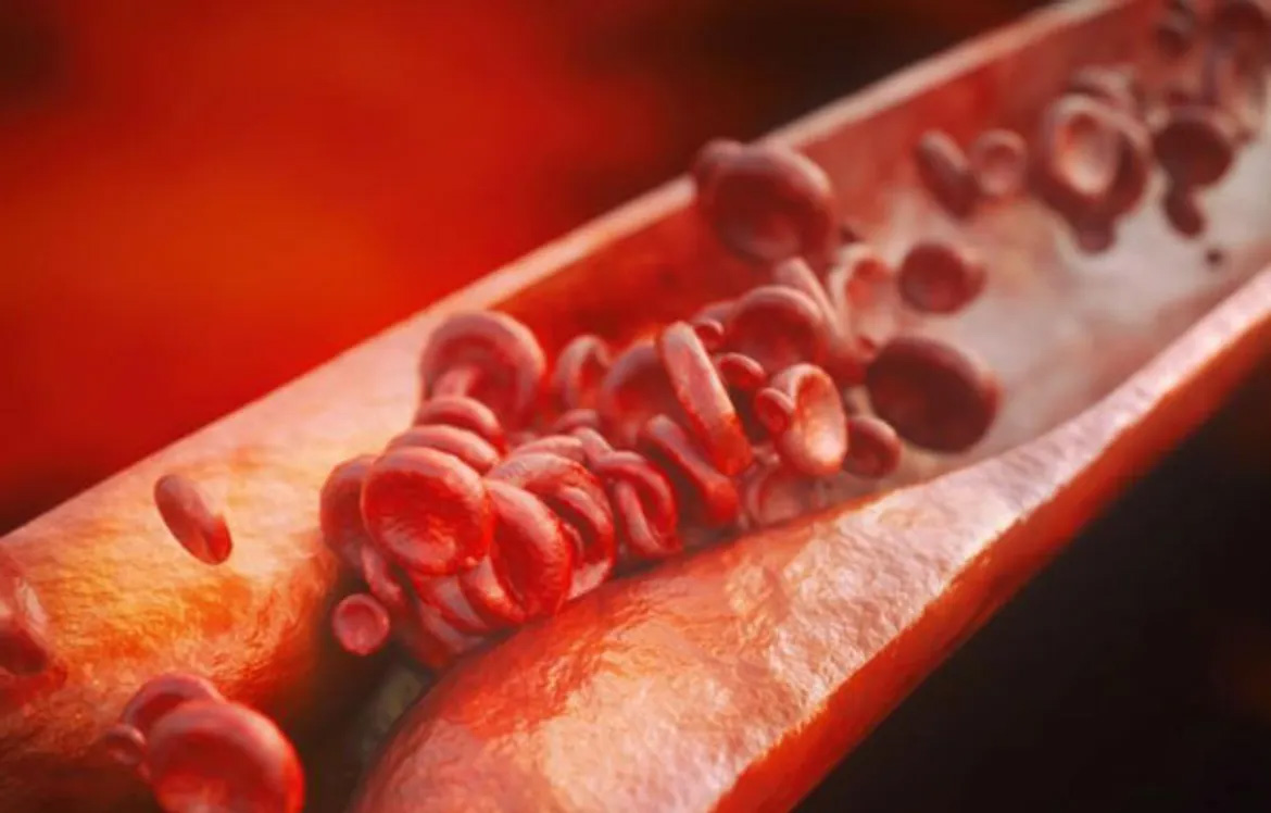 Blood cells flowing through a vein