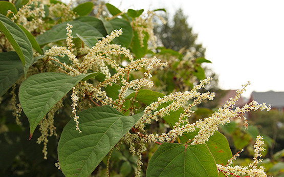 Japanese knotweed in flower