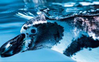 Penguin swimming underwater